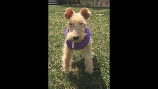 KAYLEE THE LAKELAND TERRIER GETS HER BOUNCE BACK [upl. by Nottirb]