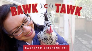 Baby Chicks Chicken with Diarrhea  Bawk Tawk Podcast LIVE [upl. by Squier79]