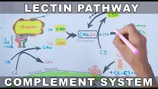 Lectin Pathway of Complement System [upl. by Massimiliano]