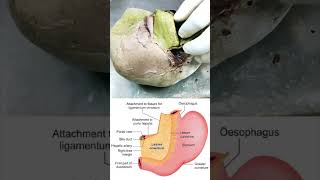 Attachment of lesser omentum on to the liver shorts anatomy biology [upl. by Ogu]