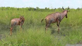 SOUTH AFRICA Tsessebe or topi antelope Kruger national park hdvideo [upl. by Schiffman]