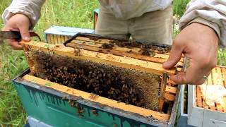 Harvesting 109 POUNDS of RAW HONEY [upl. by Judy909]