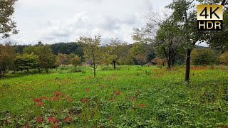 Yukiguni Botanical Gardens [upl. by Weihs]