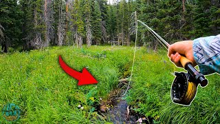 Fly Fishing the SMALLEST CREEK that would hold trout BIG Surprise Catch [upl. by Edmonda785]