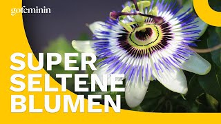 Sommerblumen die garantiert nicht alle haben [upl. by Emilie]