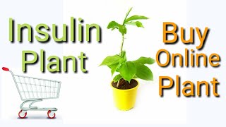 Insulin Plant ।। Buy Online Plant ।। Sugar Control Plant ।। [upl. by Mercado]