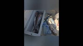 Amberjack amp trigger fish saltwater deepseafishing fishinglife [upl. by Richer]