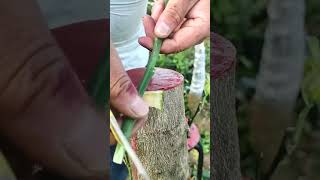 You Wont Believe How Easy Grafting Can Be with This Technique [upl. by Ntisuj]