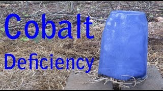 Cobalt Deficiency in Goats [upl. by Oimetra321]