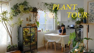 Relaxing Plant Tour  my entire houseplant collection [upl. by Schoenburg68]