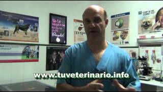 Tumores de la piel del gato IV Fibrosarcoma [upl. by Quinlan]