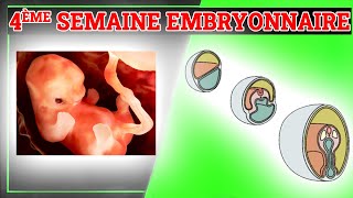 4ème Semaine du Développement Embryonnaire  Embryologie Humaine [upl. by Haveman]