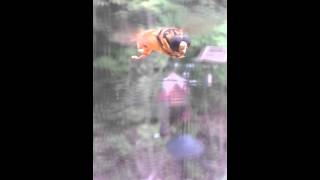 Video of hoverfly flying and making hoverfly buzzing sound  noise [upl. by Carissa542]