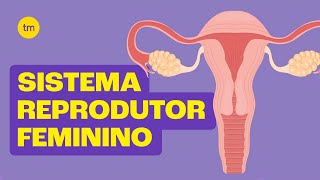 Sistema Reprodutor Feminino  Resumo Toda Matéria [upl. by Rehc]