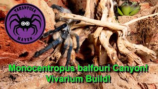 Monocentropus balfouri Canyon Huge Vivarium Build [upl. by Imuya]