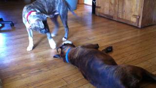 Boxer Plays with Pitbull Puppy [upl. by Idissak652]