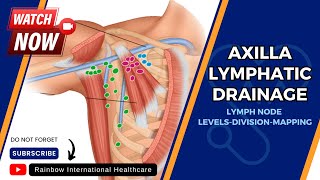 Axilla Lymphatic Drainage Lymph node Levels Division Mapping [upl. by Idnew]