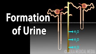 Formation of Urine  Nephron Function Animation [upl. by Matrona397]