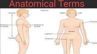 Anatomy positions of body in Urdu  Anatomical terms and directions [upl. by Niarda371]