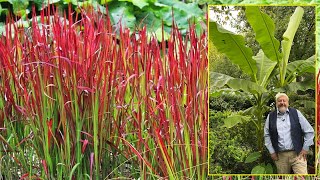 20 BELLES GRAMINÉES AUX FEUILLAGES BLEUS ROUGES JAUNES OU PANACHÉS… Le Quotidien du Jardin N°267 [upl. by Leupold838]