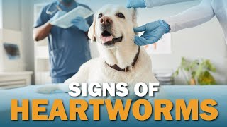 Signs Your Dog May Have Heartworms  Talkin Dogs [upl. by Rennie]