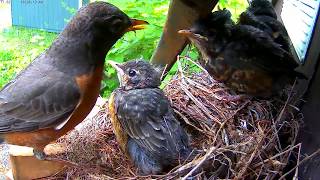 Robins leaving the nest  cam 1 [upl. by Berglund]