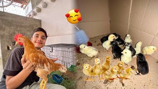 Humari Dum Ki Pehli Azan😍Or Dragon amp Thai Ky Day Old🐣Chicks Agiy🥳 [upl. by Singband]