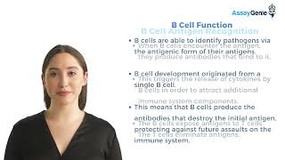 B Cells Antigen Recognition and Activation [upl. by Anyale284]