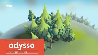 Wald  Warum wir den Wald überfordern  SWR Wissen [upl. by Tamaru]