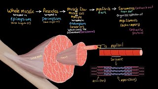 Structural Organization of Skeletal Muscle [upl. by Iamhaj]