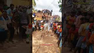 POONGULAM LAVANYA EXPRESS KADUVETTI GURU 🥵eruthukattu jallikattu jallikattukaalai [upl. by Spoor552]