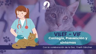 Leucemia Felina VILEF Virus de la inmunodeficiencia Felina VIF  síntomas prevención y fases [upl. by Gilmour]