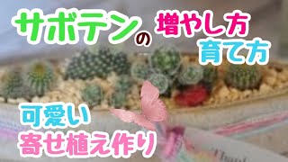 【ガーデニング】【サボテン】子株いっぱいのサボテンを使って、育て方、増やし方についてお話しています。子株を使った寄せ植えも❤︎夏はサボテンで遊びましょ❣️2021年8月15日 [upl. by Stelmach]