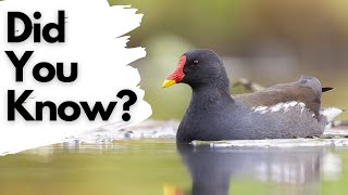 Things you need to know about MOORHENS [upl. by Silva]