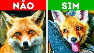 10 Animais ExoÌticos Que Podem Ser de EstimacÌ§aÌƒo Nos EUA [upl. by Belamy]