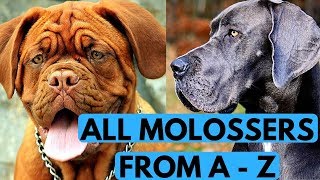 All Molosser Dog Breeds List from A to Z [upl. by Holtz]