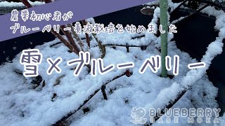 【農業初心者】雪×ブルーベリー [upl. by Lsil]