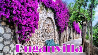 Buganvilla  Dave Robinson  My guitar version [upl. by Jc627]