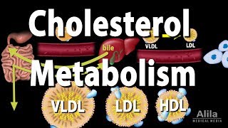 Cholesterol Metabolism LDL HDL and other Lipoproteins Animation [upl. by Annohs]