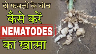 Nematode control  Nematode control organic and chemicals  Nematode control in plants  by PC Verma [upl. by Soisatsana]