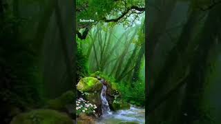 Beautiful Nature shortsvideo viralvideo nature naturebeauty [upl. by Akirderf]