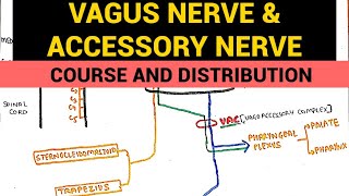 Vagus Nerve amp Accessory Nerve  Course and Distribution [upl. by Ahsekal]