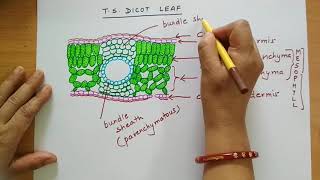 anatomydicotleafvsdorsiventralleaf Anatomy of a Dicot leafDorsiventral leaf internal structure [upl. by Imoyn234]