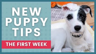 The First Week Home What to Expect With Your New Puppy [upl. by Edveh]