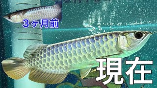 関東最大級のアクアショップ訪問 レアな大型魚 特大輸入 シャムタイガー バティックアルビノシルバーアロワナ ベイサイドアクア アクアリスト 熱帯魚 aquarium [upl. by Namurt217]