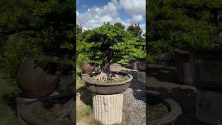 整理maintenancepruning for podocarpus Podocarpus 晶鑽羅漢松 [upl. by Hung]