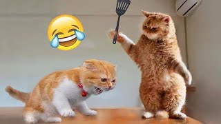 Funniest Cats and Dogs 2024 😹🐶 New Funny Animals Video 😍 Part 10 [upl. by Euqinomad614]