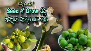 చిన్నకుండీలో నిమ్మ చెట్టు Seedతో Grow చేస్తే ఇప్పుడు పుష్కలంగా పళ్లుTelugu Gardener with Artslemon [upl. by Esidarap]