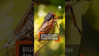 Billions of Cicadas to Emerge in 2024 [upl. by Ainolopa439]