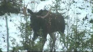 Härjedalen bullmoose with 12 spike antlers [upl. by Naig]